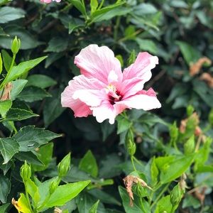 Meet your Posher, Mya